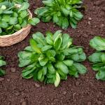 Potagères - Mâche Ronde Maraîchère - face recto